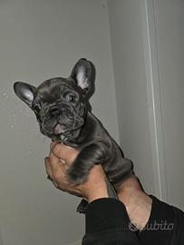 Bulldog francese blu