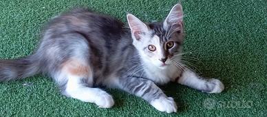 Gattini Maine Coon con pedigree