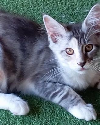 Gattini Maine Coon con pedigree