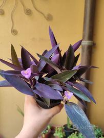 5 talee di tradescantia pallida detta 'miseria'