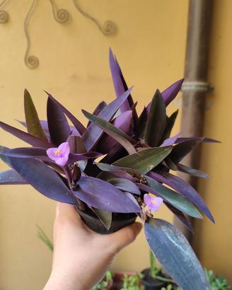 5 talee di tradescantia pallida detta 'miseria'