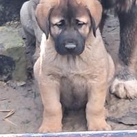 Cucciolo kangal