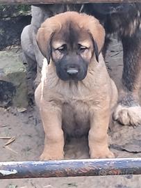 Cucciolo kangal