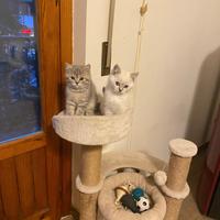 Gattini Scottish Straight