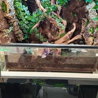 Terrario bioattivo tropicale