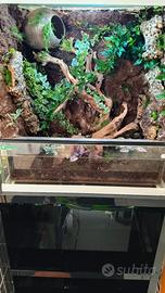 Terrario bioattivo tropicale