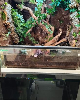 Terrario bioattivo tropicale