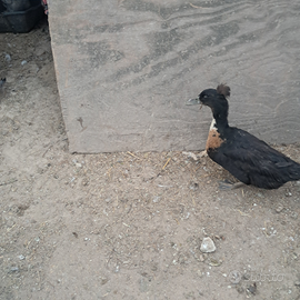 Anatre ciuffone coppia