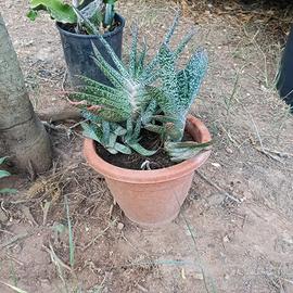 Pianta grassa Gasteria