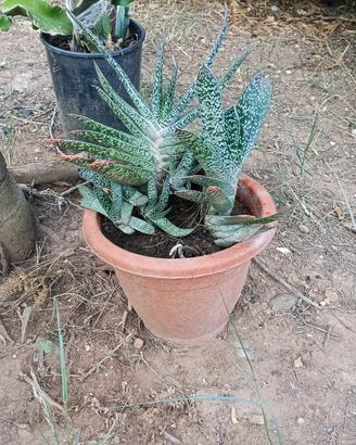 Pianta grassa Gasteria