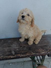 Maltipoo