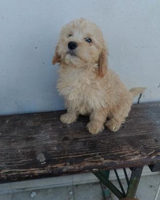 Maltipoo