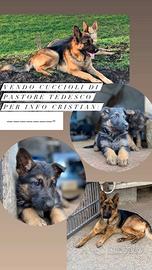 Cucciolo di pastore tedesco