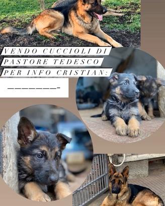 Cucciolo di pastore tedesco