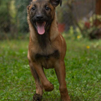 Pastori belga malinois prezzo super a Natale