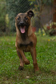 Pastori belga malinois prezzo super a Natale