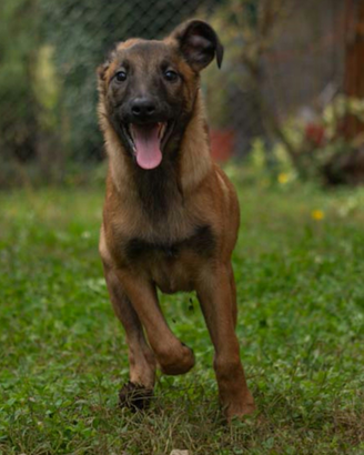 Pastori belga malinois prezzo super a Natale