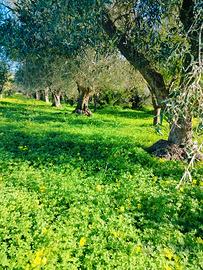 Terreno agricolo