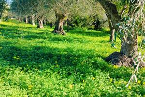 Terreno agricolo