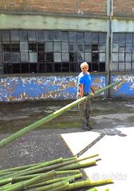 Bambù - canne di bambu - bamboo