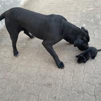 Cane corso