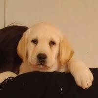 Cuccioli GIALLI di Labrador con pedigree