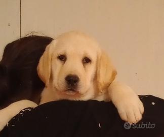 Cuccioli GIALLI di Labrador con pedigree