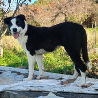 Cucciola Border collie da lavoro