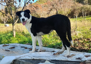 Cucciola Border collie da lavoro