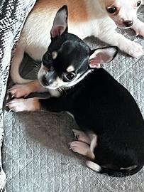Cuccioli di chihuahua