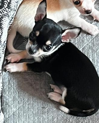 Cuccioli di chihuahua