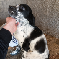 Cani da caccia
