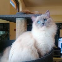 Ragdoll di un anno con pedigree