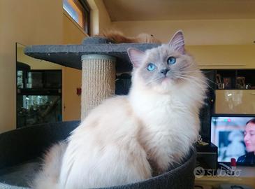 Ragdoll di un anno con pedigree