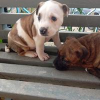 Cuccioli di pitbull red nouse