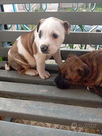 Cuccioli di pitbull red nouse