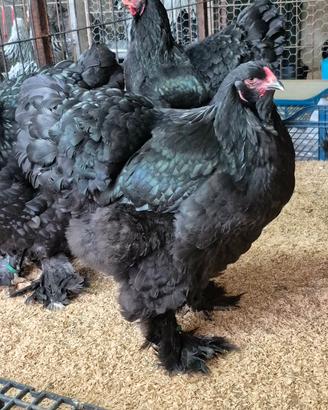 Brahma Nero Gallina
