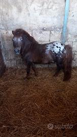 Pony