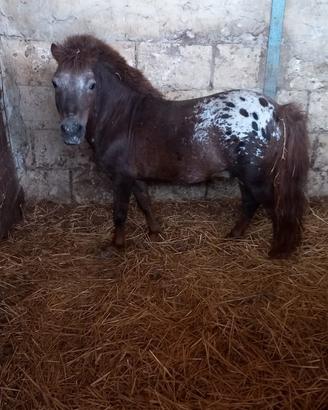 Pony
