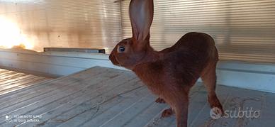 Coniglio razza lepre belga