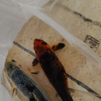 Carpa koi rossa e nera