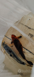 Carpa koi rossa e nera
