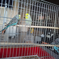 Copia di cocoeite femina e maschio