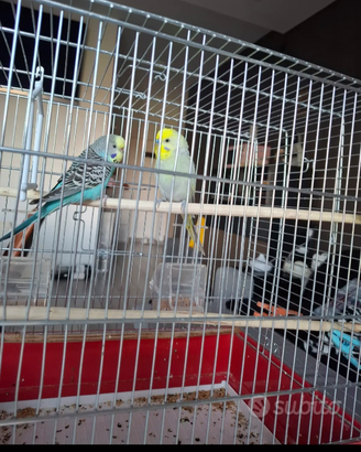 Copia di cocoeite femina e maschio