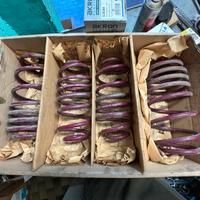 Molle Vogtland 954033 Fiat Tipo Aegea