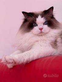 Ragdoll 1 anno