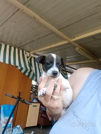 Cucciole di Jack Russell nani zampa corta