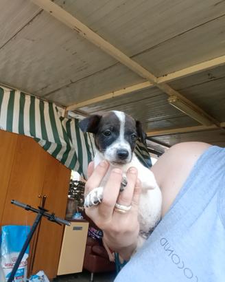 Cucciole di Jack Russell nani zampa corta