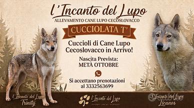 Cane lupo cecoslovacco