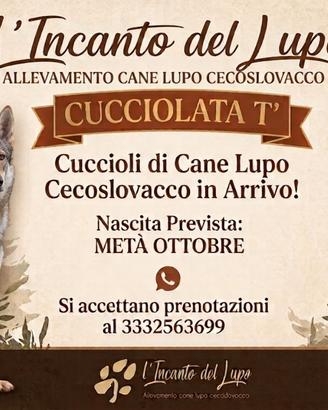 Cane lupo cecoslovacco